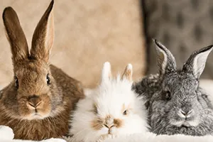 rabbits