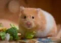 Why Is Fresh Food Important in a Hamster's Diet 5 Why Is Fresh Food Important in a Hamster’s Diet