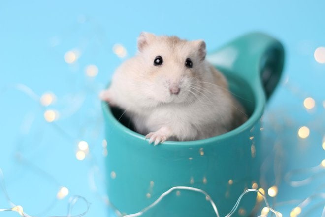 Hamster Socialization Important for Their Happiness