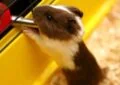 Why Is It Important to Provide Fresh Water for Guinea Pigs 4 Why Is It Important to Provide Fresh Water for Guinea Pigs