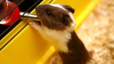 Fresh Water for Guinea Pigs