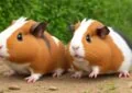 Why Is Playtime Important for Guinea Pig Mental Stimulation 4 Why Is Playtime Important for Guinea Pig Mental Stimulation