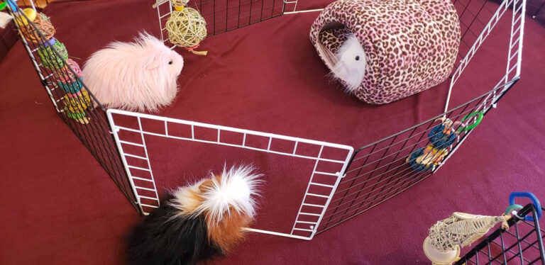 Guinea Pig Benefits Of Exercise For Guinea Pig Mental Health photo