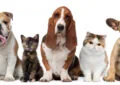 Why Rescued Pets Make the Most Grateful Companions