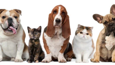 Pets the Most Grateful Companions