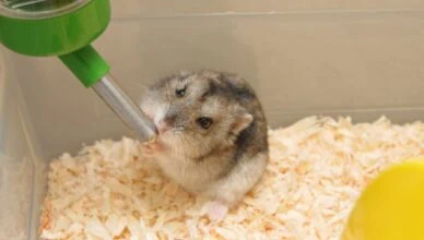 Why Should Hamsters Have Access to Clean and Fresh Water? 1