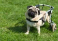 Why You Should Consider Adopting Special Needs Pets