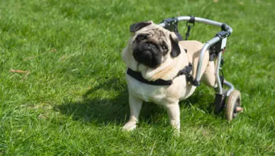 Why You Should Consider Adopting Special Needs Pets 3