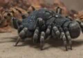 Avoid These Tarantula Care Pitfalls for Happy Healthy Spiders
