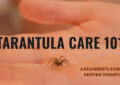 Beginner’s Guide to Tarantula Pets: Easy-to-Handle Species