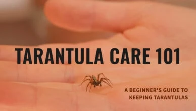 Beginner's Guide to Tarantula Pets