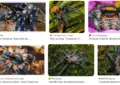Comparing Vibrant and Rare Tarantula Species: A Guide for Enthusiasts