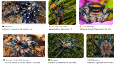 Rare Tarantula Species