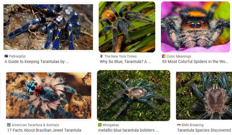 Rare Tarantula Species