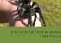 Discover the Perfect Beginner-Friendly Tarantula Species for Your Pet 5 Discover the Perfect Beginner-Friendly Tarantula Species for Your Pet