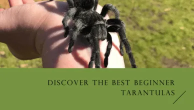 Beginner-Friendly Tarantula Species