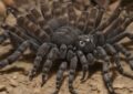 Discover the Perfect Pet: Hassle-free Tarantula Species