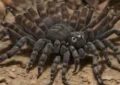 Discover the Perfect Pet: Hassle-free Tarantula Species