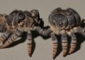 Feeding Frenzy: The Ultimate Tarantula Diet & Schedule