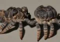 Feeding Frenzy: The Ultimate Tarantula Diet & Schedule