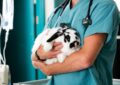 How to Recognize Signs of Illness in Your Rabbit