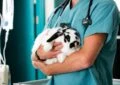 How to Recognize Signs of Illness in Your Rabbit 6 How to Recognize Signs of Illness in Your Rabbit
