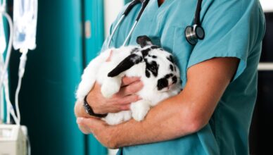 Signs of Illness in Your Rabbit