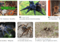 Rare and Vibrant Tarantula Species to Captivate Enthusiasts