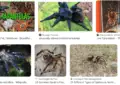 Rare and Vibrant Tarantula Species to Captivate Enthusiasts