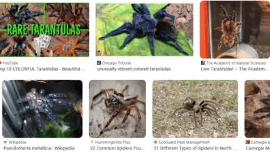 tarantula