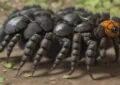 Safely Handling Tarantulas: Expert Tips for a Fear-Free Experience 7 Safely Handling Tarantulas: Expert Tips for a Fear-Free Experience