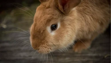 Do Rabbits Have Whiskers