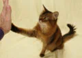 Can Cats Learn Tricks and Commands, and How to Teach Them 5 Can Cats Learn Tricks and Commands, and How to Teach Them