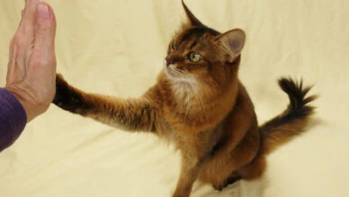 cat learning trick