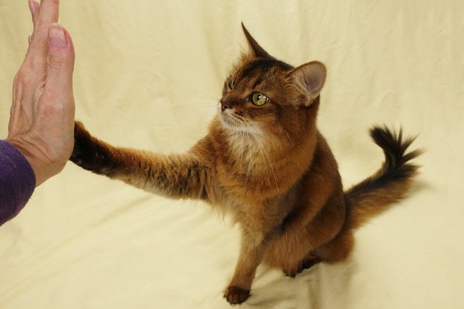 cat learning trick