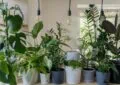 Why Controlling Weeds Is Important For Plant Health And How To Effectively Manage Weeds