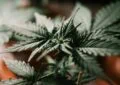 What Is The Difference Between Hemp-Derived Cbd And Marijuana-Derived Cbd?