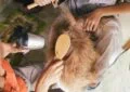 What Is Rabbit Grooming and Why Is It Important 6 What Is Rabbit Grooming and Why Is It Important