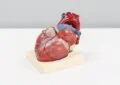 Why Is Cardiovascular Health Vital And How To Promote A Healthy Heart?