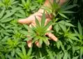 Why Is CBD Being Studied For Its Potential Antioxidant Properties? 3 Why Is CBD Being Studied For Its Potential Antioxidant Properties?