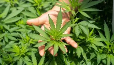 green plant in persons hand