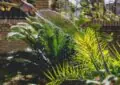 Water-Wise Gardening: Strategies For Efficient Water Use In The Garden 2 Water-Wise Gardening: Strategies For Efficient Water Use In The Garden