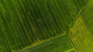 Why Crop Rotation Is Beneficial For Pest Management And How To Rotate Your Crops