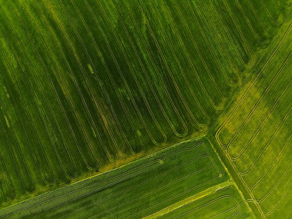Why Crop Rotation Is Beneficial For Pest Management And How To Rotate Your Crops