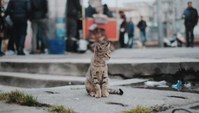 brown tabby cat sitting on concrete