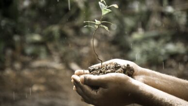 Why Soil Amendments Are Important For Soil Health And How To Add Amendments To Your Garden