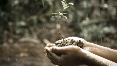 Why Soil Amendments Are Important For Soil Health And How To Add Amendments To Your Garden