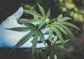 What Is The Difference Between Broad-Spectrum Cbd And Full-Spectrum Cbd? 3 What Is The Difference Between Broad-Spectrum Cbd And Full-Spectrum Cbd?
