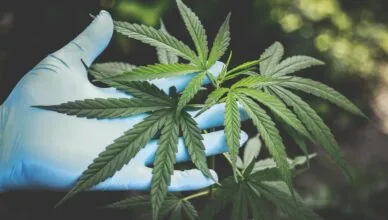 What Is The Difference Between Broad-Spectrum Cbd And Full-Spectrum Cbd?