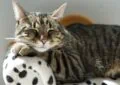 Eye Problems in Cats: Common Signs and Possible Conditions 4 Eye Problems in Cats: Common Signs and Possible Conditions